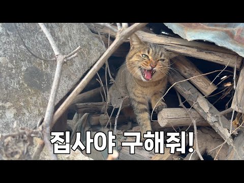 룰루랄라 집 나갔다가 대장고양이를 만난 위기의 고양이...구출하러 갑니다.