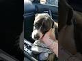 You Re Gonna Live With Me Now ️ Dog Doglover Love Shorts