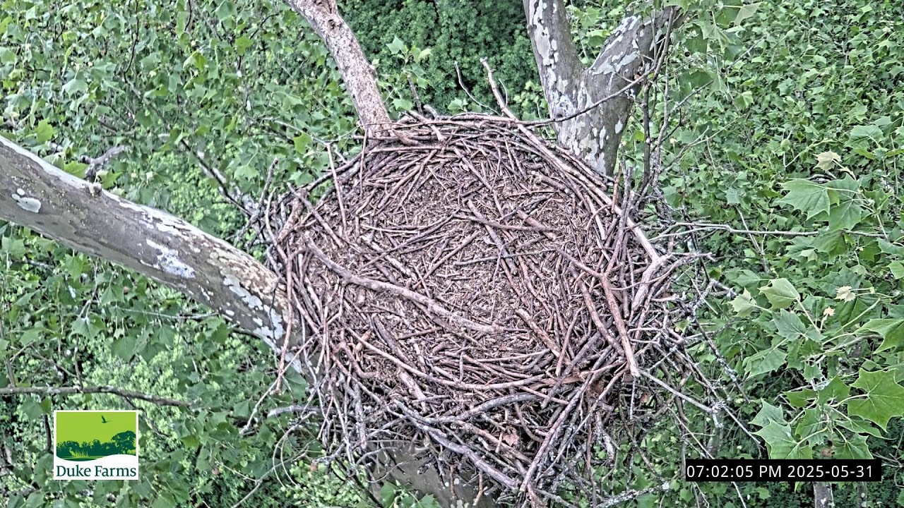 Duke Farms Eagle Cam