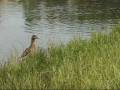 Hunting In Romania Wild Duck
