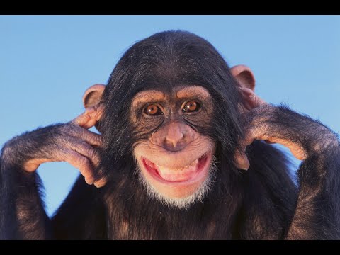 MONKEY NOISES 10 HOURS