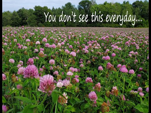 Red Clover Seed Production