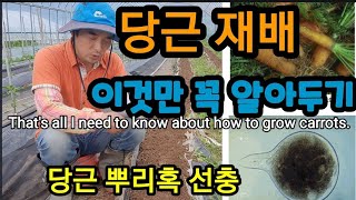 당근 맛있게 키우는 재배법 That's all I need to know about how to grow c…