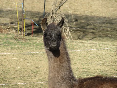 2/4 - HALBMOND abnehmend - 23.02. - Wie war das noch schnell mit der Wahrheit?