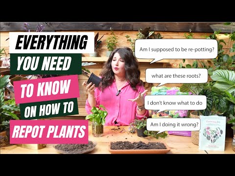 How to Repot Houseplants — A Step-by-Step Tutorial