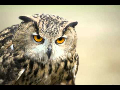 Hardstyle Bonus - Energy 2002