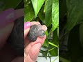 Carved Blue Tara Quartz Crystal Turtle Pocket Stone 1 1 2 X 1 2 NC7252