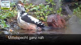 Mittelspecht ganz nah
