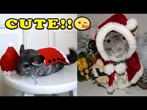 Chinchilla amusant chinchilla amusant et mignon (complet) [animaux de compagnie amusants et mignons].