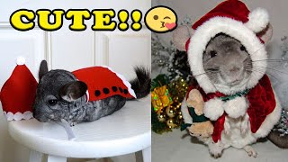 Chinchilla amusant chinchilla amusant et mignon (complet) [animaux de compagnie amusants et mignons].