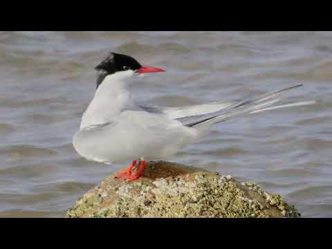 Rybák arktický (Sterna paradisaea) — preening pri Ythan Estuary