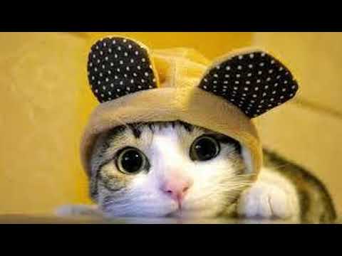 Try not to say aww/ 80% fail