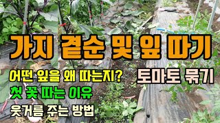 가지 곁순제거와 첫꽃따기 가지잎 따는 이유 토마토 곁순제거 원예용결속기로 쉽게 가지 묶기 웃거름 주는 방법