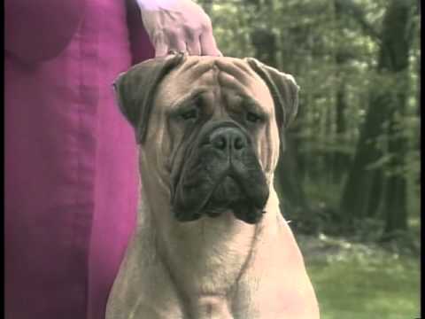 Bullmastiff breed video