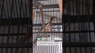 Download lagu Suara Burung Koak Kaok/Koak Raja/Cucak Timor Tanduk Lombok Gacor #koakkaok #cucaktimor mp3