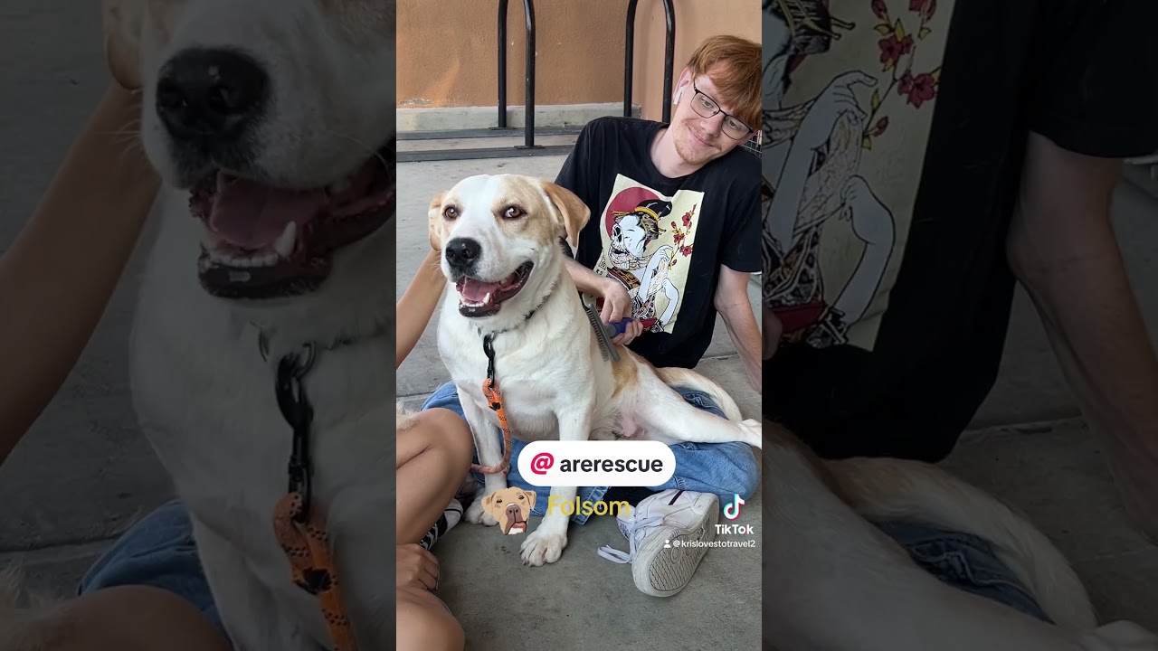 Enlarge Folsom, a Adoptable Mixed Breed in Hemet, CA video 6/6