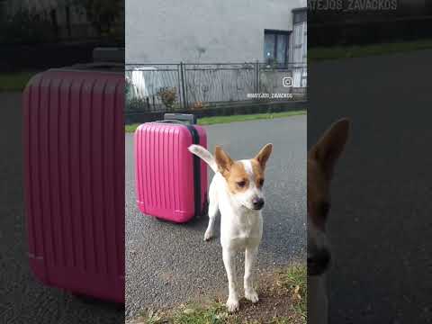 O nahnevanej Pampinke #pes #pampi #doglover #pejsek #dog #slovakia #czech #funnyanimals