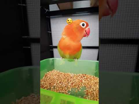 Lovebirds meal time! ☺