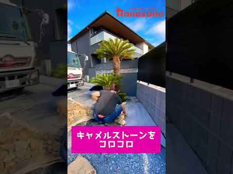 ソテツ、サゴヤシシダ 植物