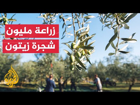 مبادرة ليبية لزراعة مليون شجرة زيتون بمنطقة السويح الصحراوية