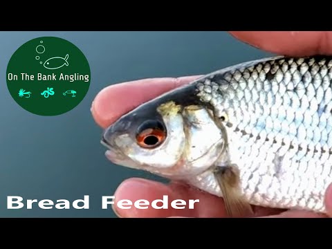 Feeder Fishing for Roach and Chub with Bread