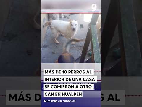 Más de 10 perros al interior de una casa se comieron a otro can en Hualpén