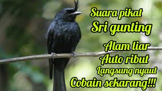Download lagu SUARA PIKAT BURUNG SRI GUNTING/JEKITUT ALAM LIAR RIBUT 💯RHASIL mp3 Download lagu SUARA PIKAT BURUNG SRI GUNTING/JEKITUT ALAM LIAR RIBUT 💯RHASIL mp3