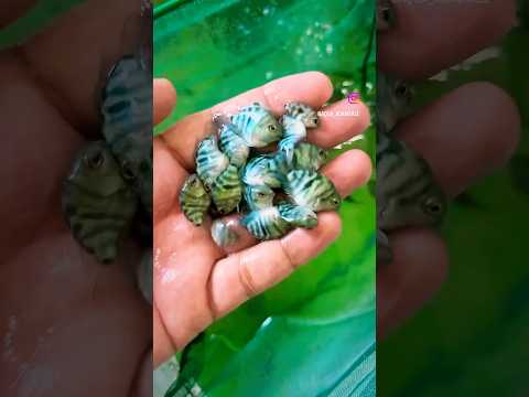 FREE GIVEAWAY 200 Polar Parrot Fishes|ARE YOU READY FOR IT