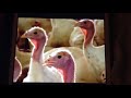 Noggin Field Trip Turkey Farm