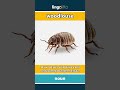 woodlouse - a small, gray bug with a hard... video thumbnail