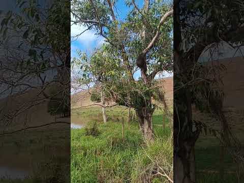 estrada para Faria Lemos lugar e essa Fazenda.#lovor #musica #fazenda  #lugar.