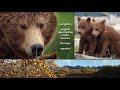 Opening To Bears 2014 DVD