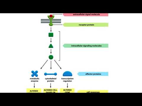 Ch16 cell signaling intro
