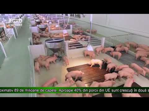 , title : 'Danemarca are de două ori mai mulţi porci decât oameni'