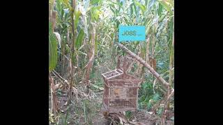 Download lagu mikat ciblek semi di kebun jagung#ws channel1076#Part12 mp3 Download lagu mikat ciblek semi di kebun jagung#ws channel1076#Part12 mp3