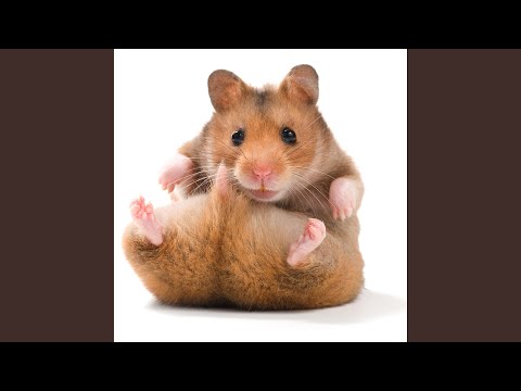 Mach lauter die Möhre