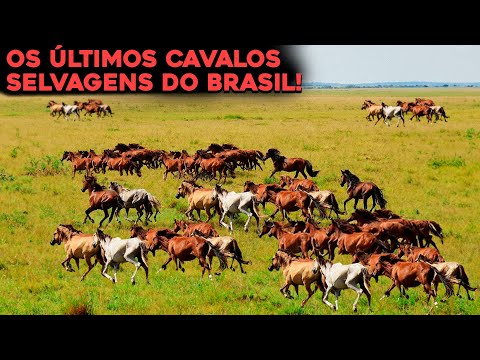 CONHEÇA OS ÚLTIMOS CAVALOS SELVAGENS DO BRASIL - A TRISTE REALIDADE!
