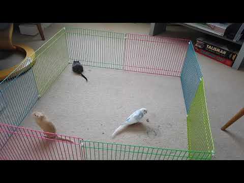 Mr Hibs with Blondie Bear & Brown Jenkin