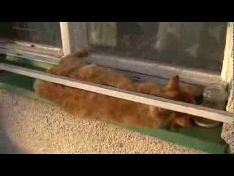 spící kocour na parapetu (cat on window)