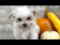 Maltipoo dogs for sale: Girl Maisie - 0211 - Video 1