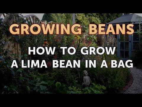 How to Grow a Lima Bean in a Bag