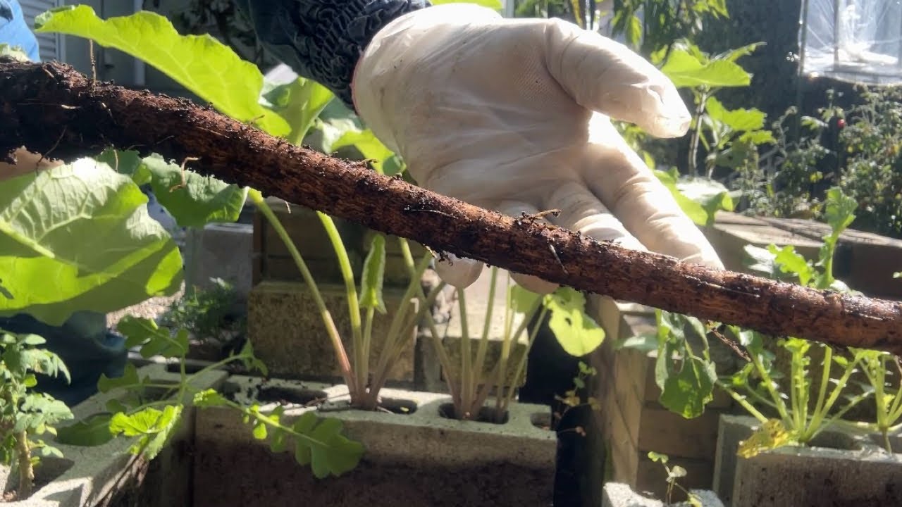 ブロックでゴボウ育てたら、まさかの結果に‼️