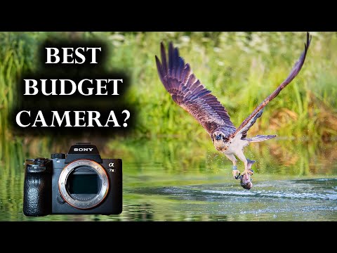 Is This The Best Budget Full-Frame Camera for Wildlife in 2025?