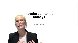 Introduction to kidneys - a crash course in location and structure