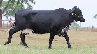 LOTE 50 - RESSALVA FIV GIAO (8595-BX)