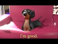 Dog Of Wisdom II