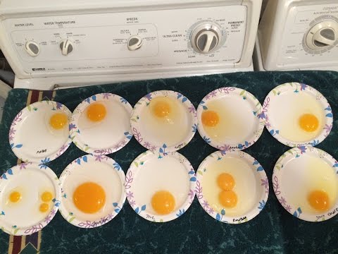 EGG COMPARISON. In and out of the shell.  Ducks. Geese. Chickens. Quail.