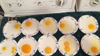 EGG COMPARISON. In and out of the shell.  Ducks. Geese. Chickens. Quail.