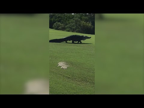 Marine Soldiers Shocked to See Massive Alligator Strolling Around Golf Course