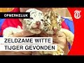 Deze tijgerwelpjes zijn achtergelaten door hun moeder